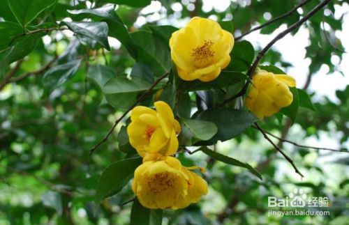 金花茶树苗的种植及繁殖方法