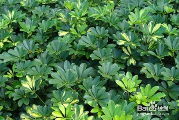 鸭掌木怎么修剪