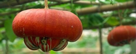 香炉瓜功效和作用详细介绍