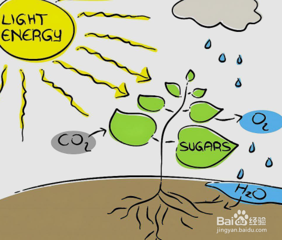 水在光合作用中的作用有哪些？