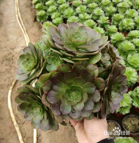 多肉万圣节怎么养