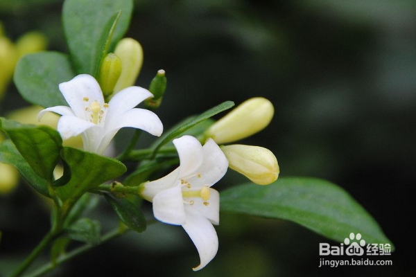 米兰花的养殖方法和注意事项？