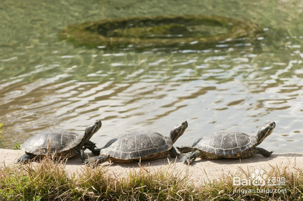 怎么养龟才能养得好