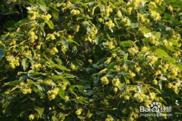 喜树的形态特征和繁殖技术是什么