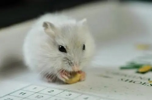怎么才让小仓鼠不咬人