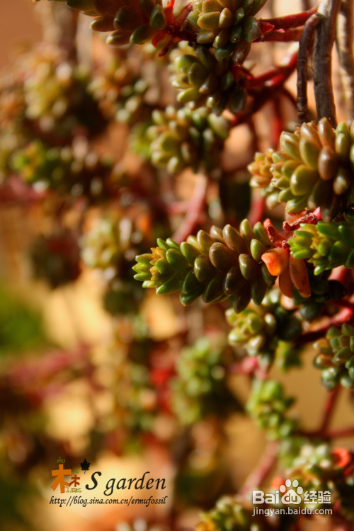 植物摄影小窍门+皮神山大王记