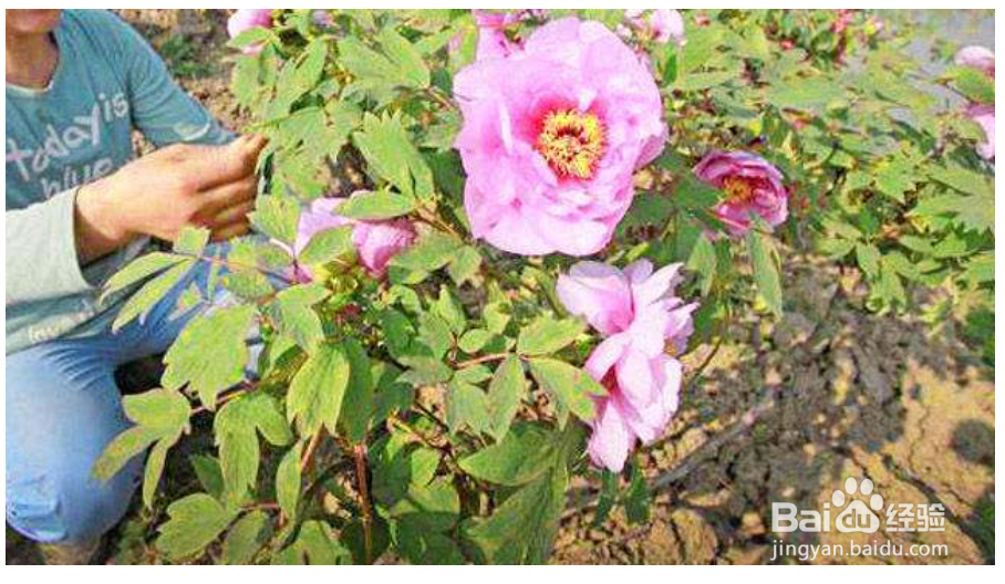 养牡丹花你需要知道哪些？