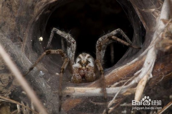 盘点世界十大最毒蜘蛛