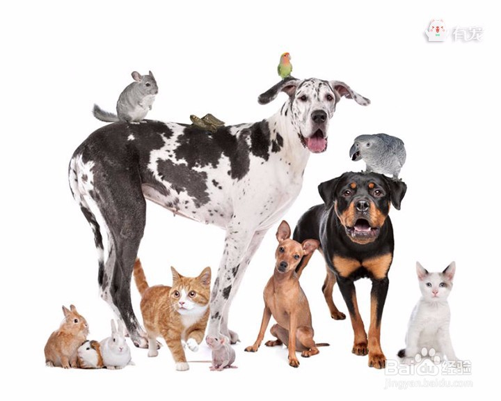 什么样的宠物适合你?快来看看吧!