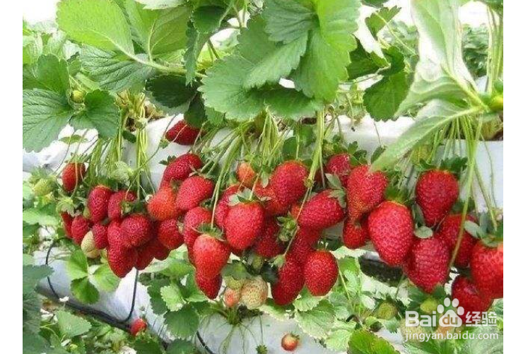 草莓如何种植？