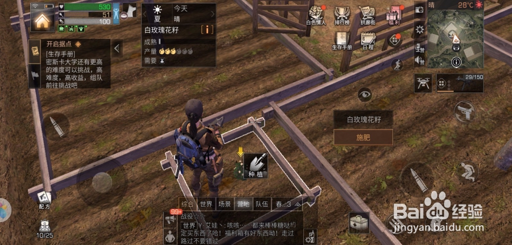 明日之后白花绽放活动怎么做,白玫瑰怎么种植