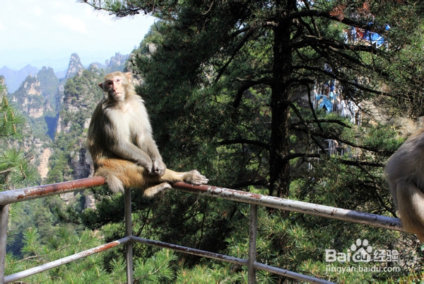 广州到张家界旅游攻略