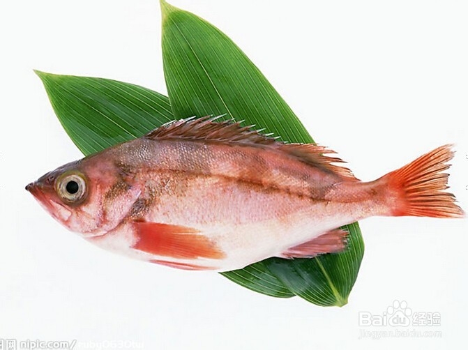 减肥食谱——清煮鱼块