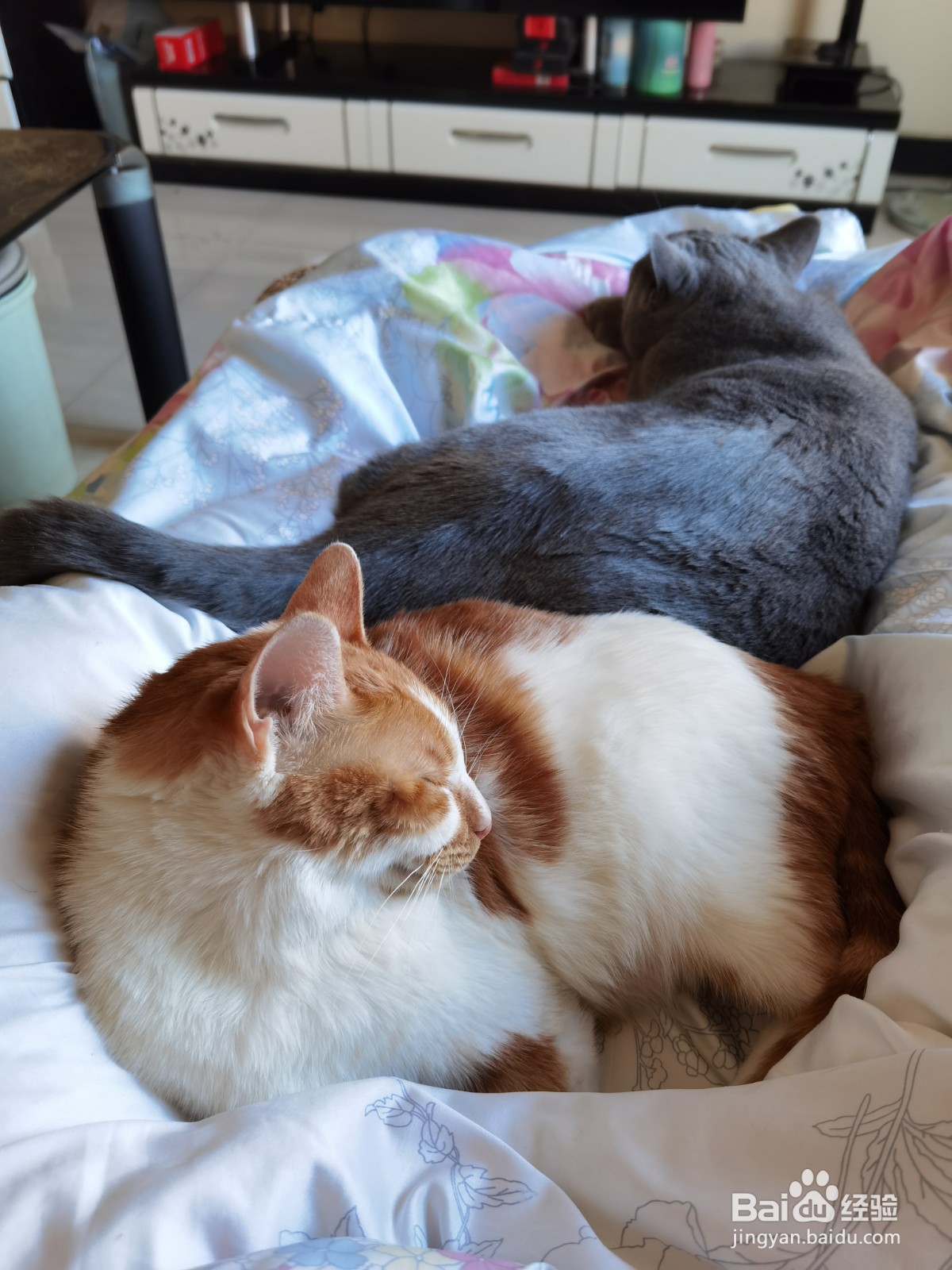 养第二只猫注意事项