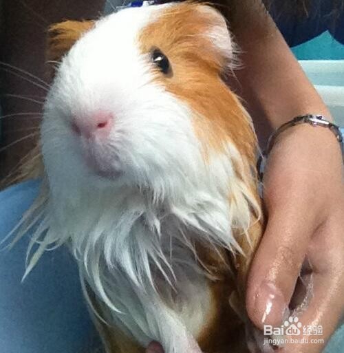 荷兰猪怎么洗澡