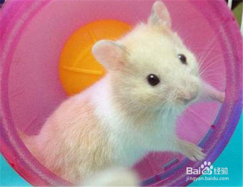 喵桑仓鼠饲养的指南