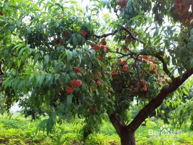 桃树枝怎么接嫁？