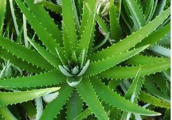 蚊子为什么总咬你？