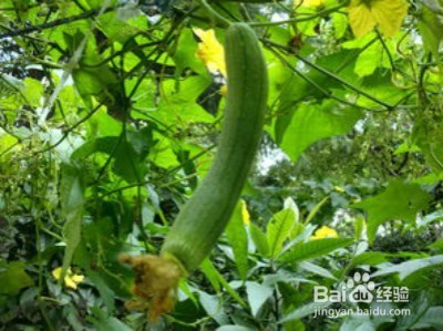 六月时宜养生蔬菜大集锦