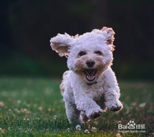 怎么样去掉家具上的狗狗毛