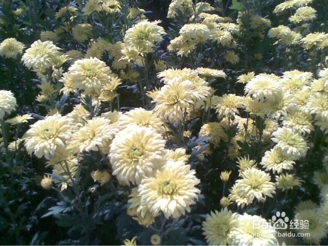 过年最适合情人约会的地方