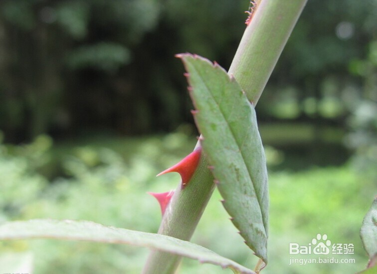 如何区分月季和玫瑰