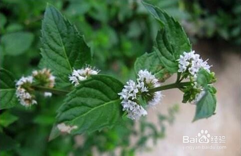 吸毒草和薄荷的区别