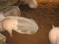 在夏天如何保持猪圈的温度