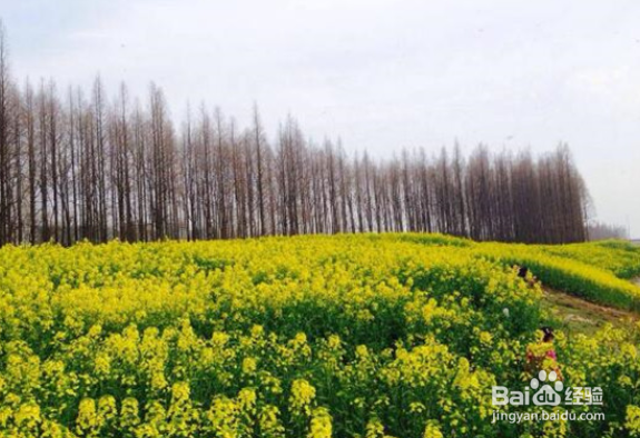 潜江最好玩的地方推荐