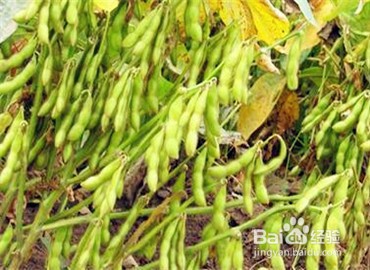 列举植物传播种子方法