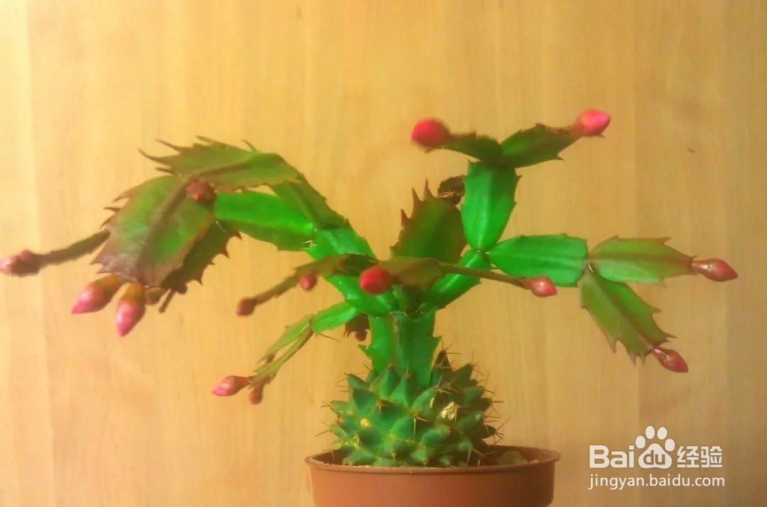 蟹爪兰夏天怎么养