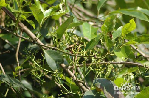 水翁果的养殖方法和注意事项