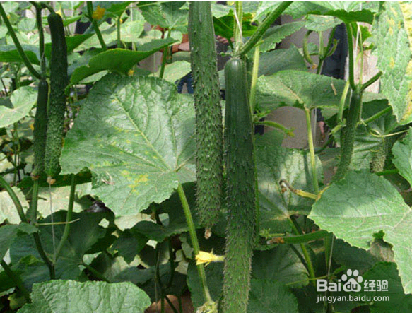 哪些食物能美容养颜