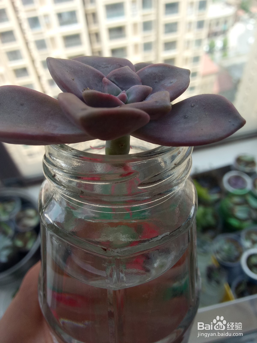 多肉植物怎么培养出根