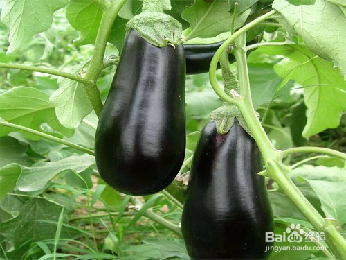 有胃病的人适合吃哪些蔬菜?