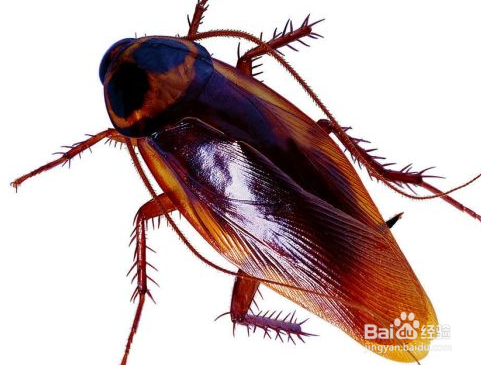 房间里蟑螂多怎么办