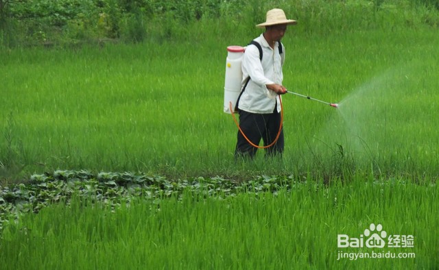 根线虫有什么危害？生姜的根结线虫怎么消灭？