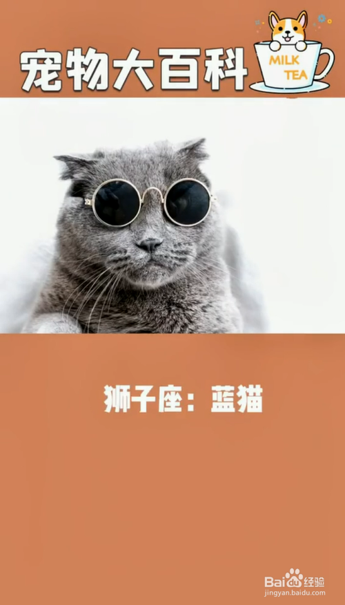 什么样的猫咪适合什么样星座的人养呢?
