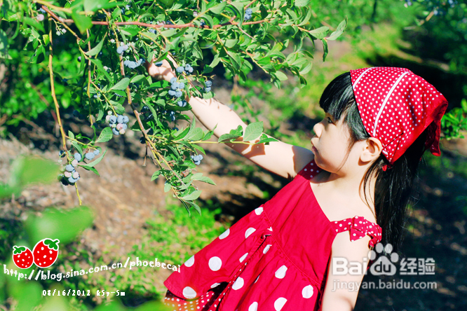 温哥华蓝莓园里的小清新
