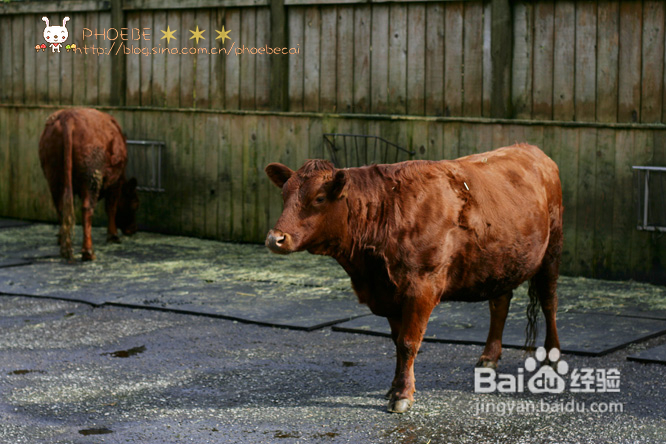 拾海的孩子&亲亲小动物(组图)