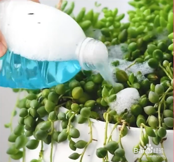 生活中种植花草的妙招