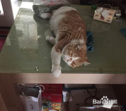 猫咪不吃饭的原因分析