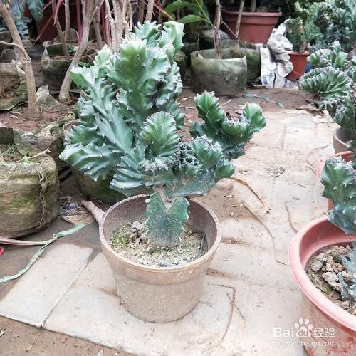 玉麒麟怎么养才能旺盛