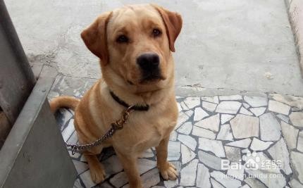 怎么推迟狗狗早上拉屎时间