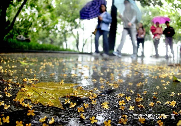 桂花泡水喝的好处