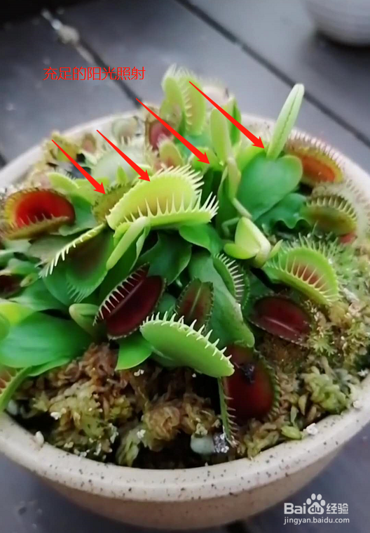 食蝇草怎么养护