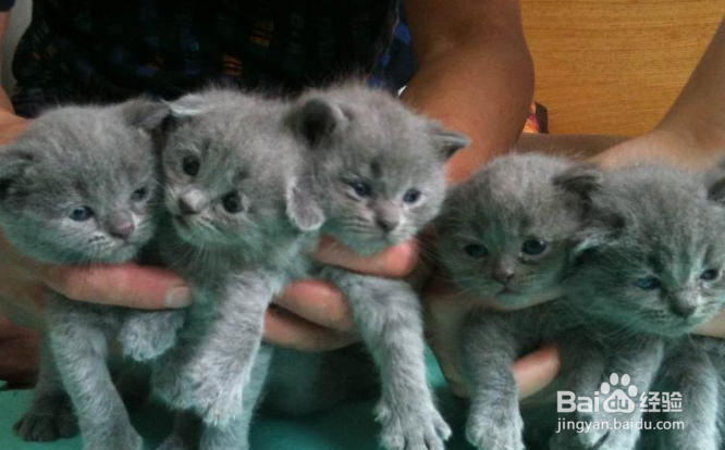 怎样选择宠物猫