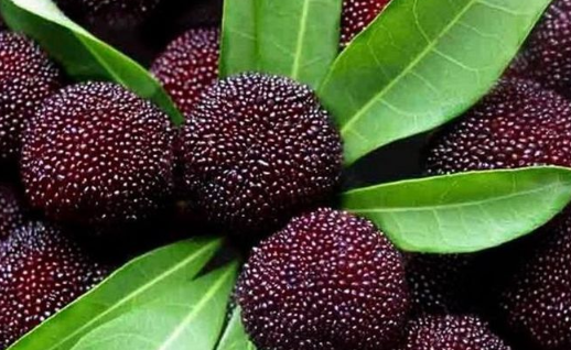 谜语：狼来了   打一水果