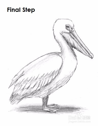 如何画一只鹈鹕——加菲的吃货生活