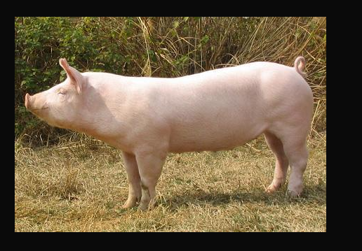 大白猪怎么杂交组成的